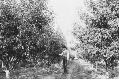 Man standing in apple orchard