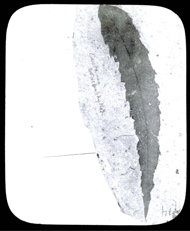 Fossil specimen of Castanea dolichophylla from Florissant