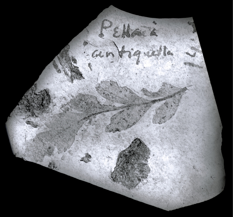 Fossil specimen of Pellaea antiquella from Florissant